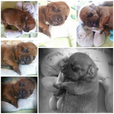 Image pour l'annonce vends chiot  mâle  LOF staffordshire bull terrier