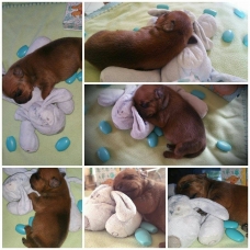 Image pour l'annonce vends chiot  mâle  LOF staffordshire bull terrier