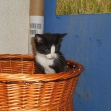 Image pour l'annonce Nakao : chaton déjà adopté