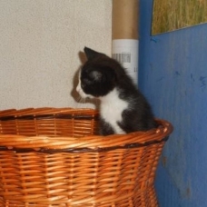 Image pour l'annonce Nakao : chaton déjà adopté