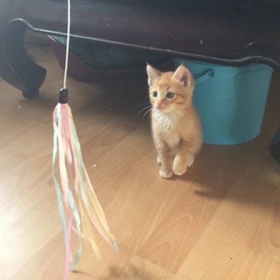 Image pour l'annonce Newton : chaton à adopter