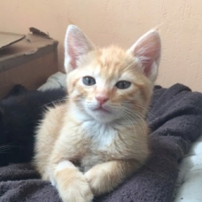 Image pour l'annonce Newton : chaton à adopter