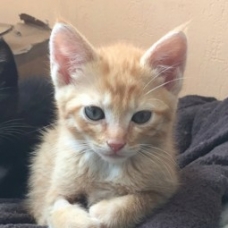 Image pour l'annonce Newton : chaton à adopter
