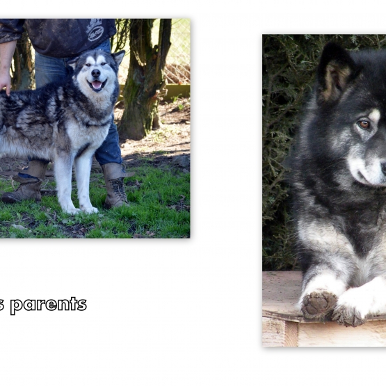 Image pour l'annonce chiots malamute à réserver