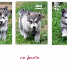 Image pour l'annonce chiots malamute à réserver