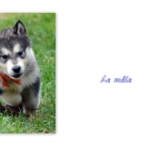 Image pour l'annonce chiots malamute à réserver