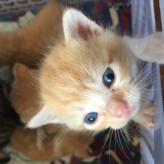 Image pour l'annonce Donne chatons roux