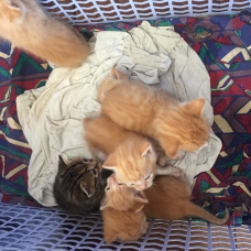 Image pour l'annonce Donne chatons roux