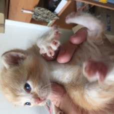 Image pour l'annonce Donne chatons roux