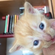 Image pour l'annonce Donne chatons roux