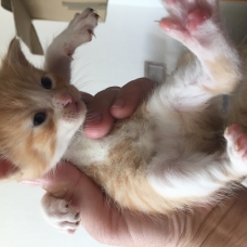 Image pour l'annonce Donne chatons roux