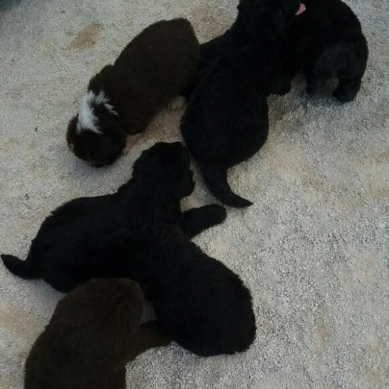 Image pour l'annonce Vends chiots  terre neuve non lof non lof