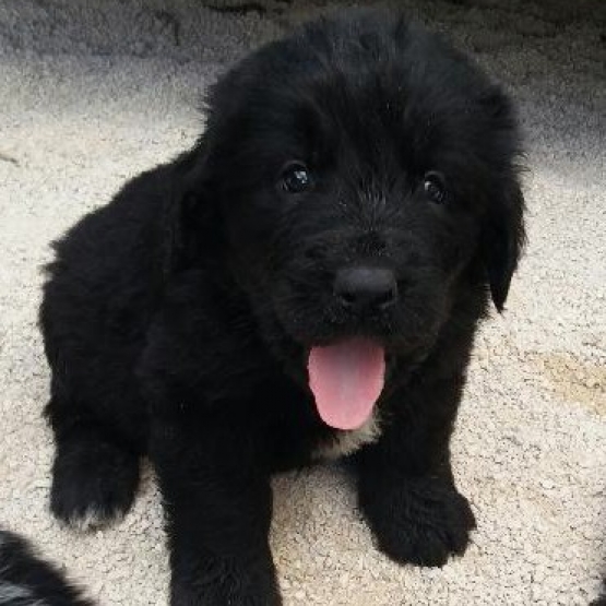 Image pour l'annonce Vends chiots  terre neuve non lof non lof