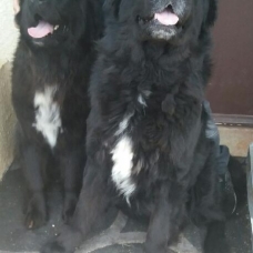 Image pour l'annonce Vends chiots  terre neuve non lof non lof
