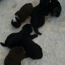 Image pour l'annonce Vends chiots  terre neuve non lof non lof