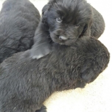 Image pour l'annonce Vends chiots  terre neuve non lof non lof