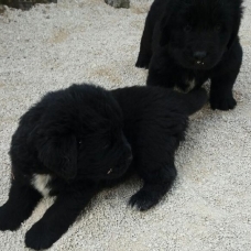 Image pour l'annonce Vends chiots  terre neuve non lof non lof