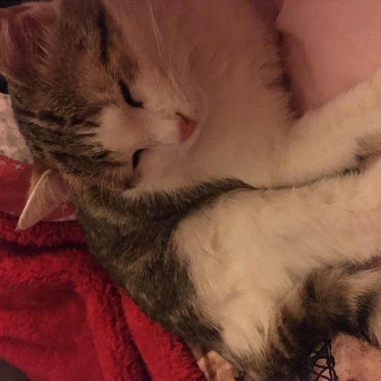 Image pour l'annonce Jeune chat male