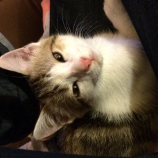 Image pour l'annonce Jeune chat male