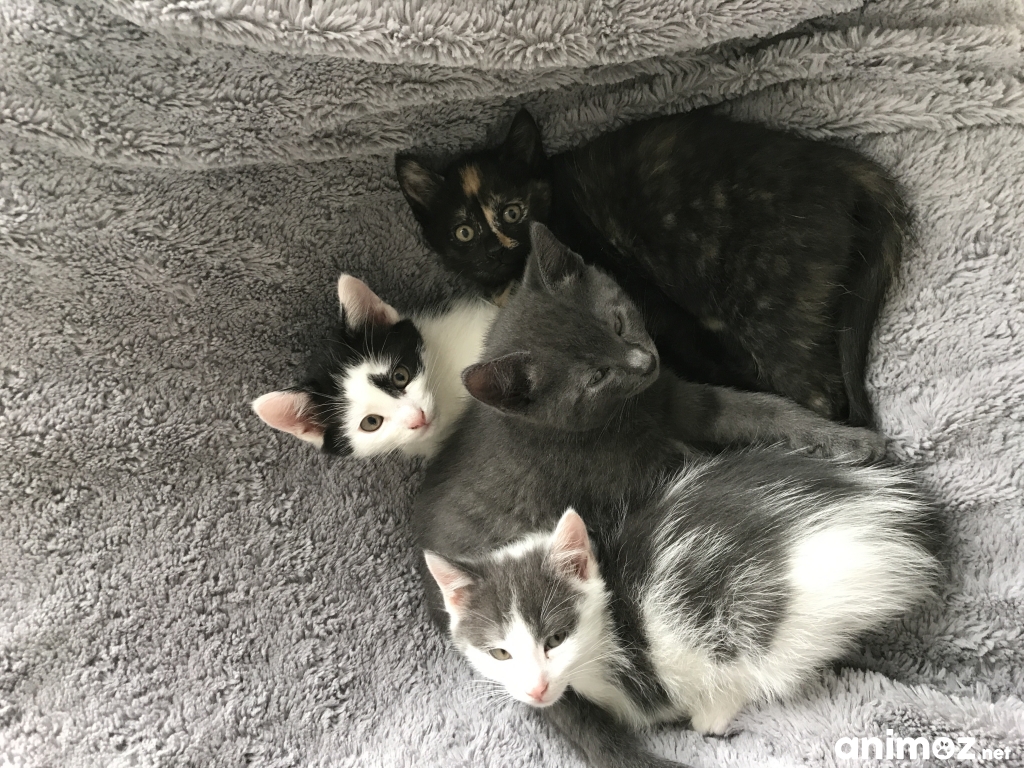 Donne chatons adorable PasdeCalais (62) GRATUIT sur