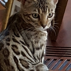 Image pour l'annonce chaton Bengal  LOOF à vendre