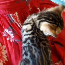 Image pour l'annonce chaton Bengal  LOOF à vendre