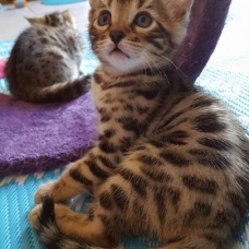 Image pour l'annonce chaton Bengal  LOOF à vendre