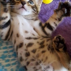 Image pour l'annonce chaton Bengal  LOOF à vendre