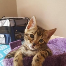 Image pour l'annonce chaton Bengal  LOOF à vendre