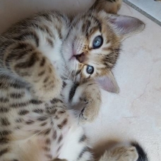 Image pour l'annonce chaton Bengal  LOOF à vendre