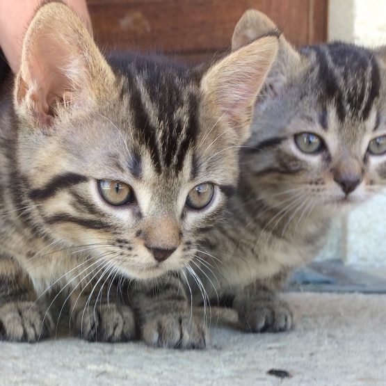 Image pour l'annonce Chatons à donner