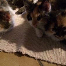 Image pour l'annonce Chatons à donner