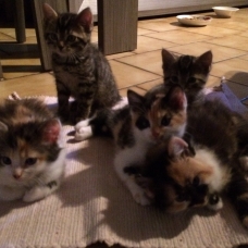 Image pour l'annonce Chatons à donner