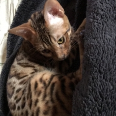 Image pour l'annonce Vends Chat de Bengal mâle à rosettes