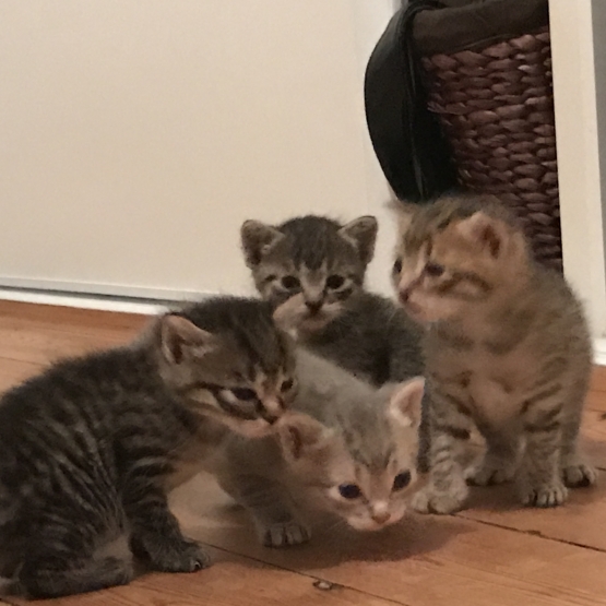Image pour l'annonce Donne chatons