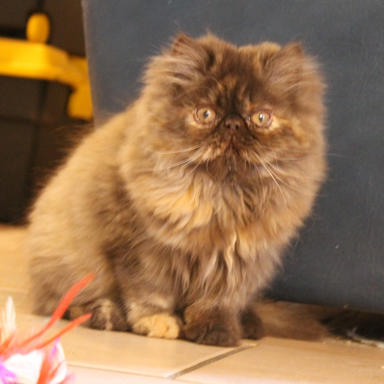 Image pour l'annonce vend chaton persan écaille chocolat LOOF