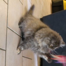 Image pour l'annonce vend chaton persan écaille chocolat LOOF