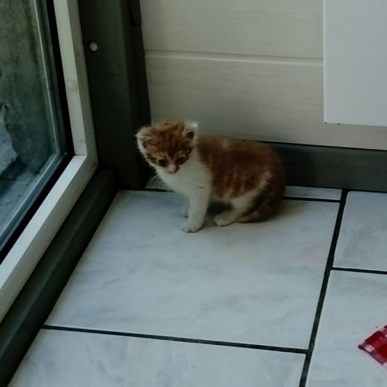 Image pour l'annonce Donne chatons
