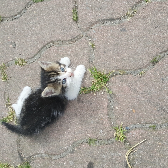donne chatons Sarthe (72) GRATUIT sur