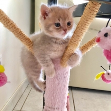 Image pour l'annonce Magnifiques chatons scottish