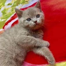 Image pour l'annonce Magnifiques chatons scottish