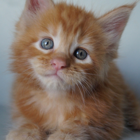 Image pour l'annonce A réserver chatons maine coon loof