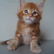 Image pour l'annonce A réserver chatons maine coon loof
