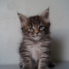 Image pour l'annonce A réserver chatons maine coon loof