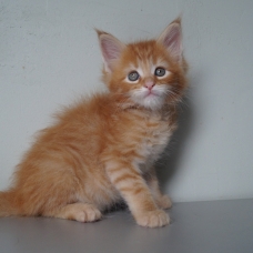 Image pour l'annonce A réserver chatons maine coon loof