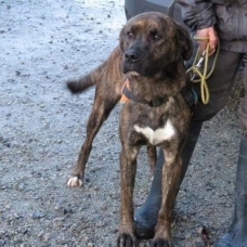 Image pour l'annonce Croisé / autre (Dogo canario) a donner