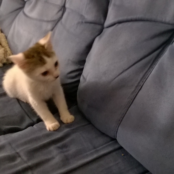 Image pour l'annonce donne chaton femelle