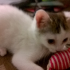 Image pour l'annonce donne chaton femelle