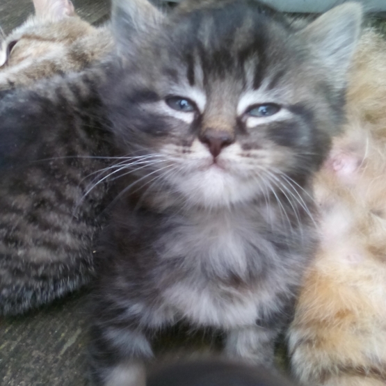 Image pour l'annonce 3 chatons à donner