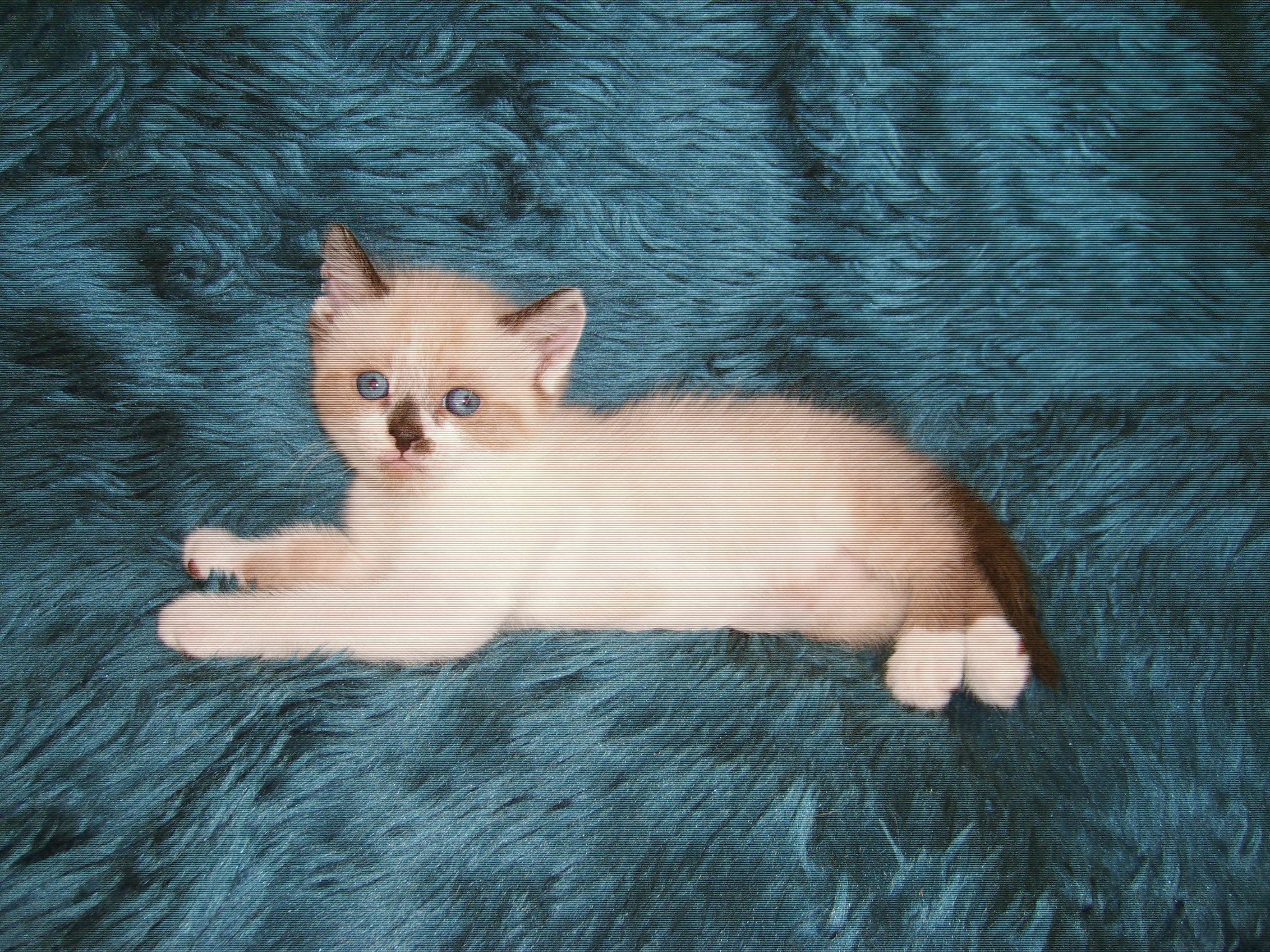 Chaton a donne Haute-Garonne (31) - GRATUIT sur Animoz.net